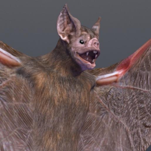 demonflyingfox