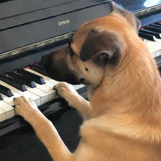 Dj Rufus