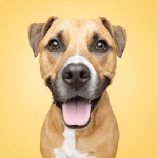 Dogj