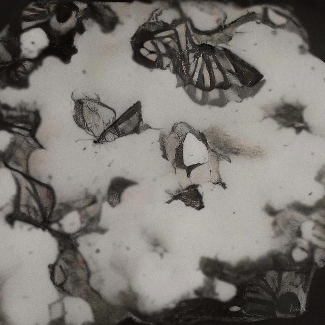 黄霄雲