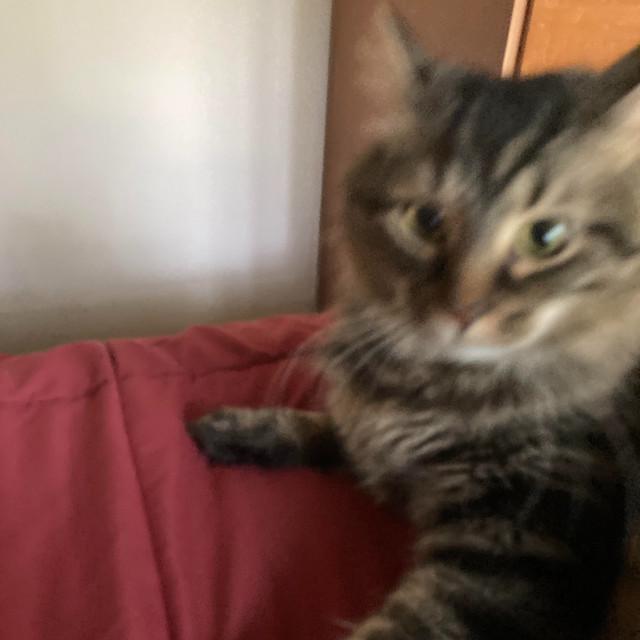 Lizard in the Spring