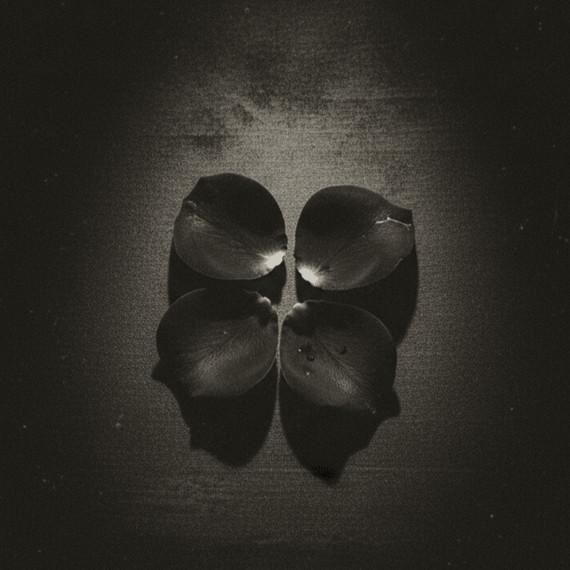 midnightpetals