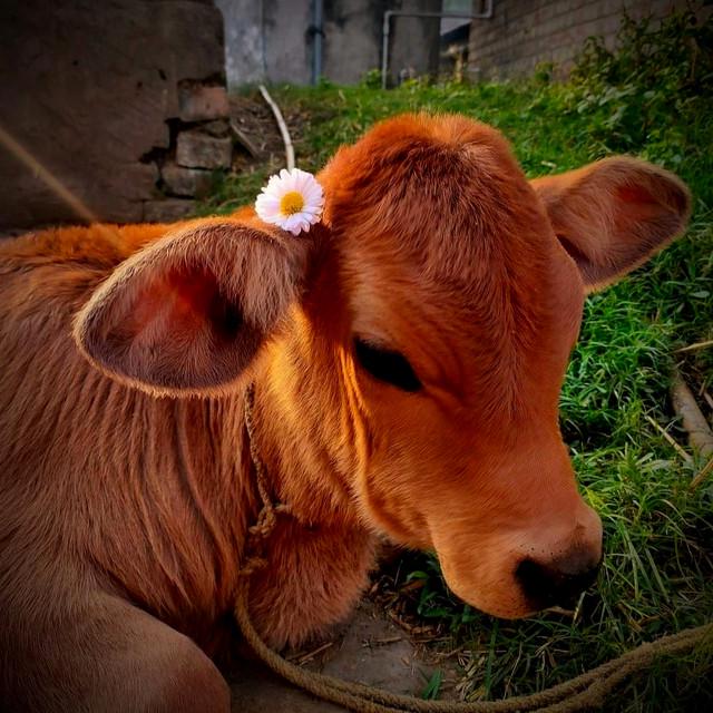 Muhammad Nahidur Rahman