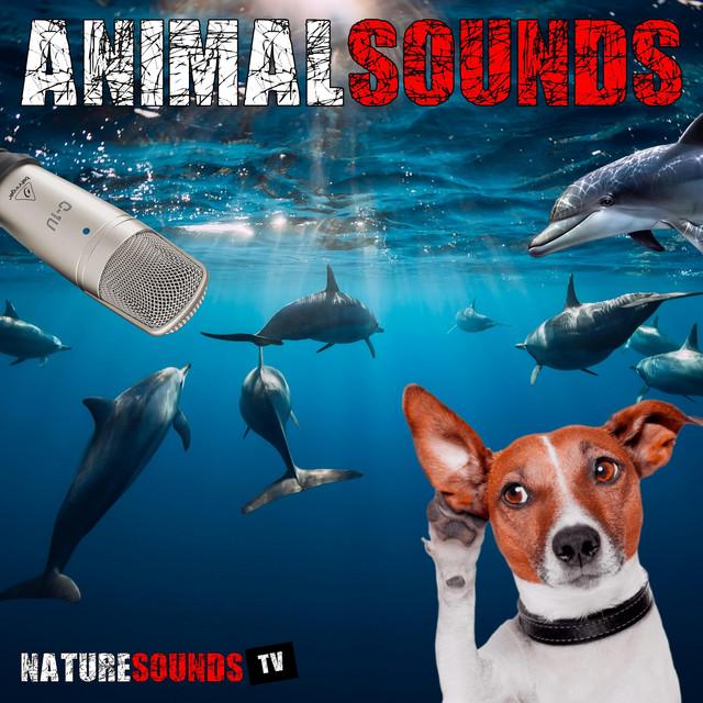 Nature Sounds TV
