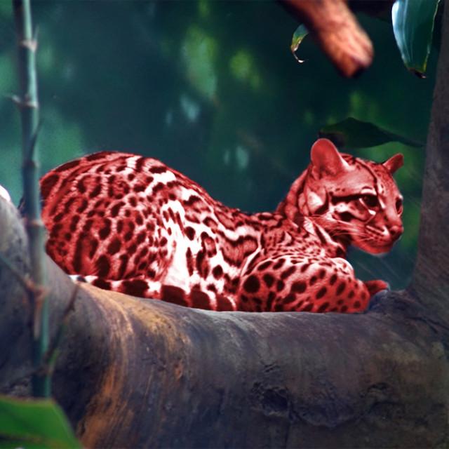 Ocelote Rojo