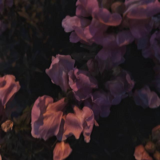 水仙LONE